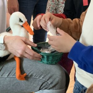Staks der Storch, Schwiizer Dialekt Gschichte, live zum Miterleben